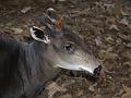 Duiker headshot-2